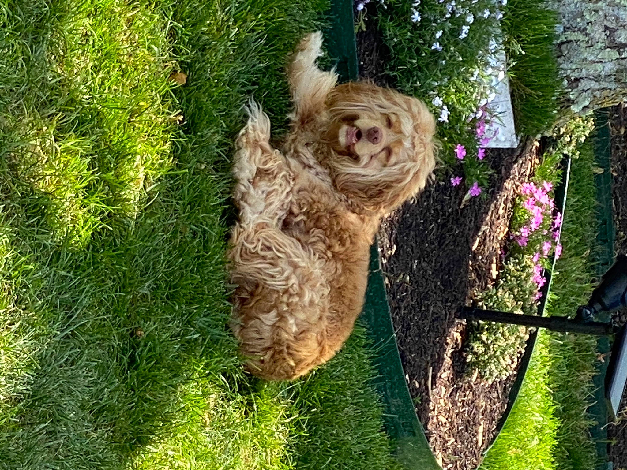 Hazel is registered to the contest to win money with this photo: beak, bird, bird_of_prey, eastern_screech_owl, fawn, feather, grass, groundcover, nature, owl, plant, screech_owl, snout, tail, terrestrial_plant, tree, trunk, twig, wing, wood