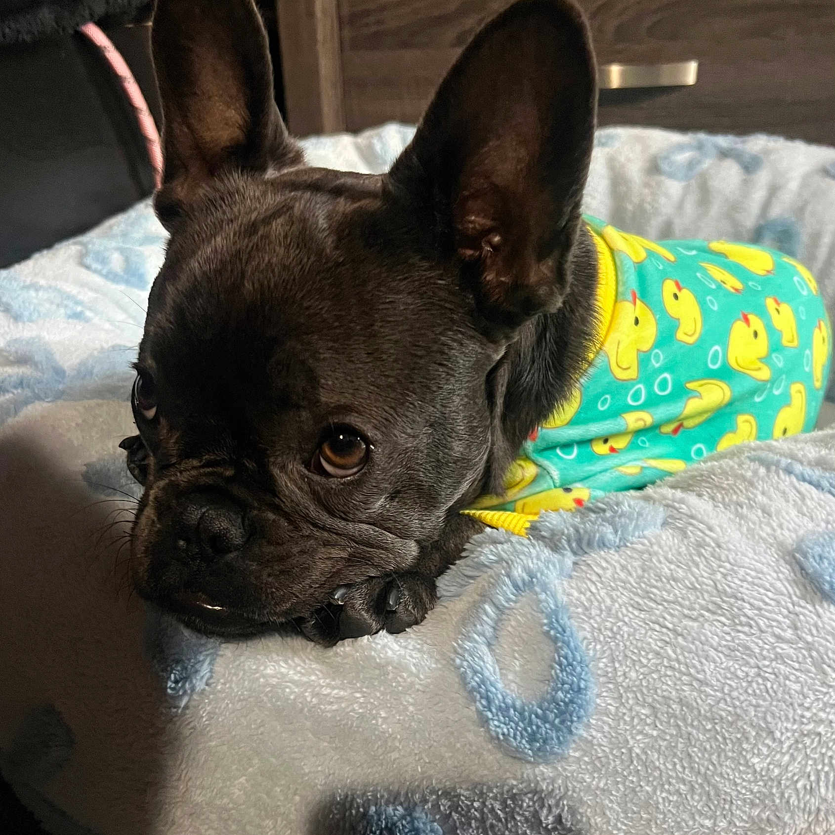 Meena Bobina joined the competition — help win amazing prizes! animal, bed, blanket, clothing, cozy, cute, dog, ears, face, french_bulldog, fur, green, indoors, mammal, onesie, paw, pet, resting, sleepy, yellow