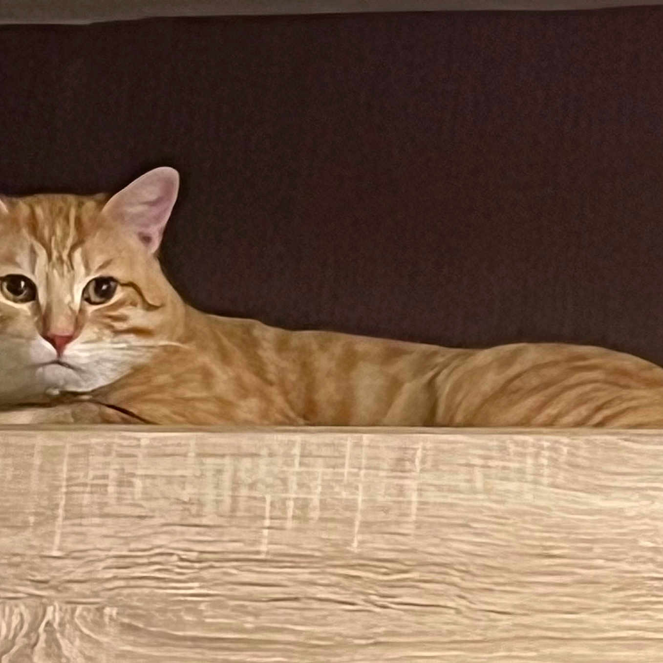 Venus a rejoint le concours — aidez-le/la à gagner de superbes lots ! abyssinian, angora, animal, cat, egyptiancat, hardwood, indoors, interiordesign, kitten, manx, pet, plywood, stainedwood, wood