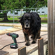 Fidji a rejoint le concours — aidez-le/la à gagner de superbes lots ! dog, black_dog, outdoor, concrete, power_drill, bosch, tool, fence, grass, tree, yard, work_area, pet, animal, curious, wooden_post, garden, daylight, construction, equipment