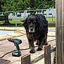 dog, black_dog, outdoor, concrete, power_drill, bosch, tool, fence, grass, tree, yard, work_area, pet, animal, curious, wooden_post, garden, daylight, construction, equipment