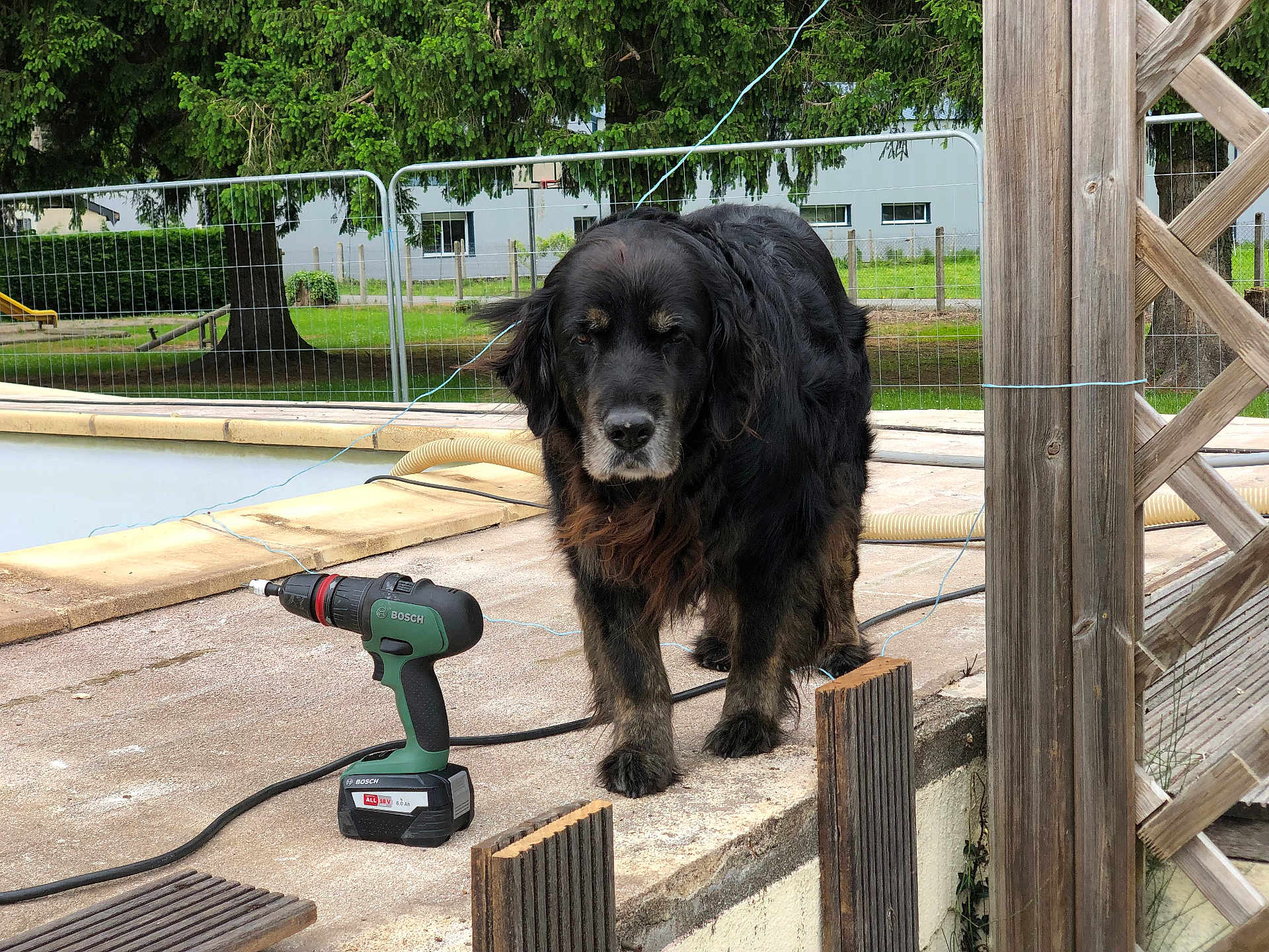 Fidji a rejoint le concours — aidez-le/la à gagner de superbes lots ! dog, black_dog, outdoor, concrete, power_drill, bosch, tool, fence, grass, tree, yard, work_area, pet, animal, curious, wooden_post, garden, daylight, construction, equipment