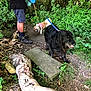 Fidji participe au concours pour gagner de l'argent avec cette photo : adventure, boots, canine, dog, forest, greenery, leash, legs, moss, nature, outdoor, path, person, pet, plants, shrubbery, stone, trail, tree_trunk, walking