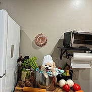 Bowie is registered to the contest to win money with this photo: dog, chef_hat, cooking_pot, vegetables, kitchen_counter, refrigerator, rolling_pin, tomato, onion, carrot, celery, pepper, utensils, toaster_oven, paper_towel, wall, happy, small_dog, indoor, cute
