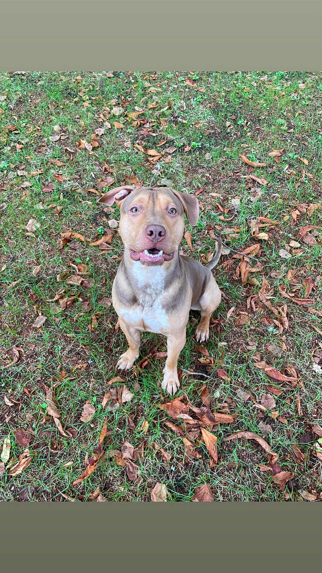 Vegas participe au concours pour gagner de l'argent avec cette photo : dog, grass, leaves, outdoor, pet, animal, brown_dog, sitting, nature, canine, happy, ears, tail, fur, ground, daylight, looking_up, muzzle, cute, alert
