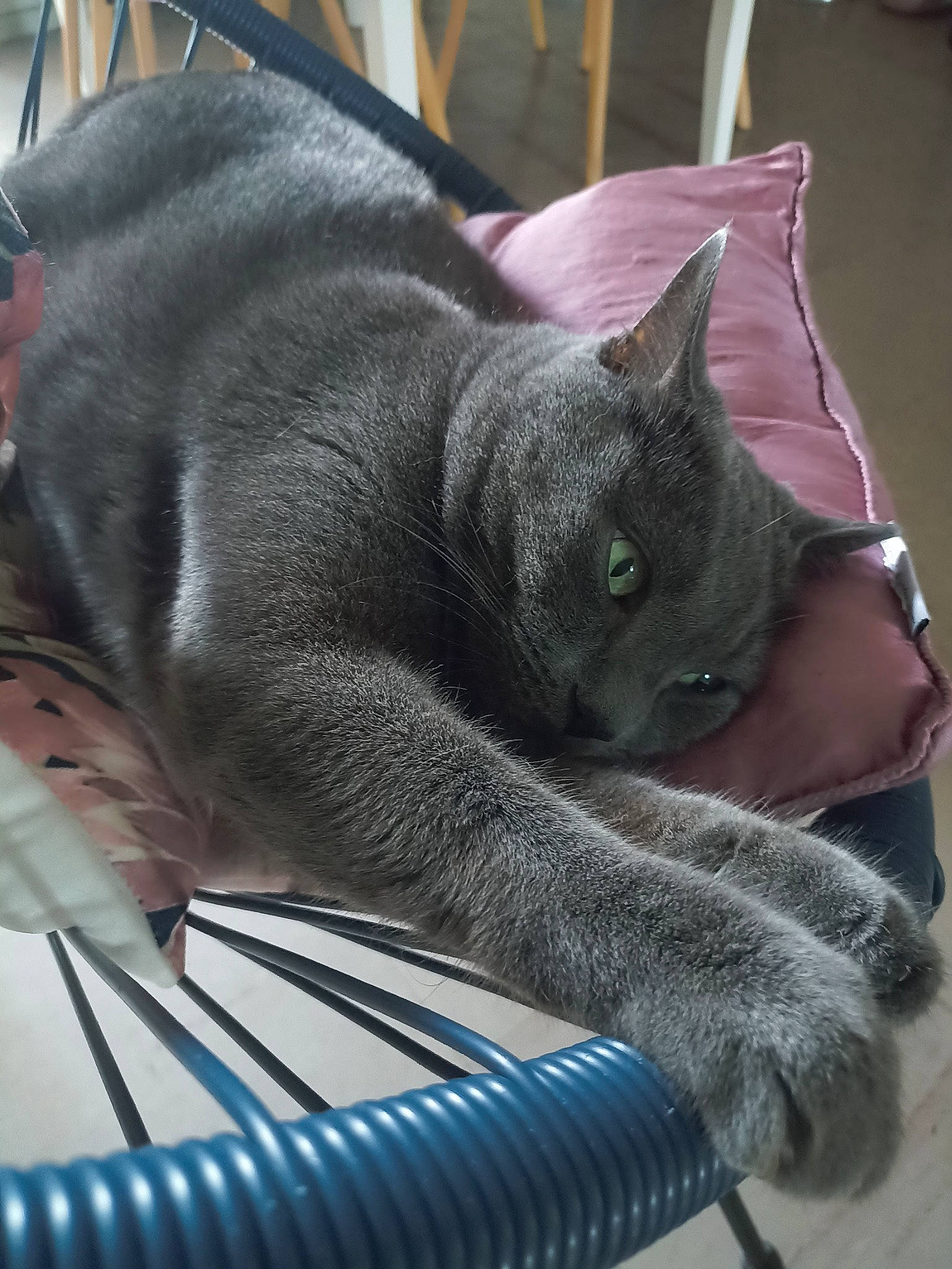 Smoothie a rejoint le concours — aidez-le/la à gagner de superbes lots ! automotive_tire, black_cat, carnivore, cat, claw, comfort, domestic_short_haired_cat, electric_blue, felidae, fur, grey, nap, russian_blue, sitting, small_to_medium_sized_cats, snout, tail, whiskers