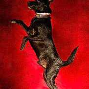 Popeye participe au concours pour gagner de l'argent avec cette photo : accessories, animal, art, blackcat, canine, cat, chair, chihuahua, collar, dog, furniture, hound, labradorretriever, leash, painting, pet, pointer, puppy, strap, velvet