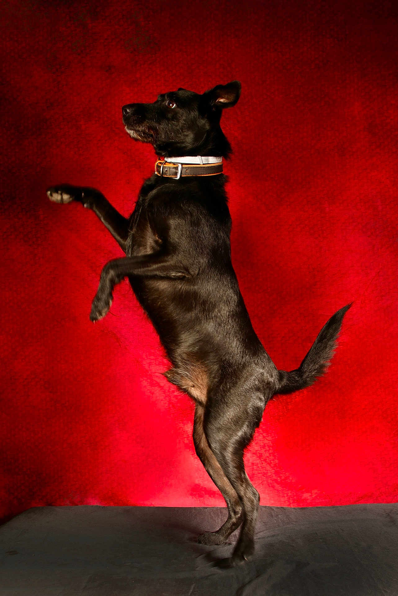 Popeye participe au concours pour gagner de l'argent avec cette photo : accessories, animal, art, blackcat, canine, cat, chair, chihuahua, collar, dog, furniture, hound, labradorretriever, leash, painting, pet, pointer, puppy, strap, velvet