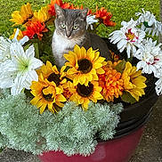 Sehara is registered to the contest to win money with this photo: cat, flowers, sunflowers, plant, pot, greenery, outdoor, nature, animal, gray_cat, white_cat, colorful, floral_arrangement, garden, cute, pet, leafy, sitting, closeup, summer