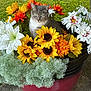 cat, flowers, sunflowers, plant, pot, greenery, outdoor, nature, animal, gray_cat, white_cat, colorful, floral_arrangement, garden, cute, pet, leafy, sitting, closeup, summer