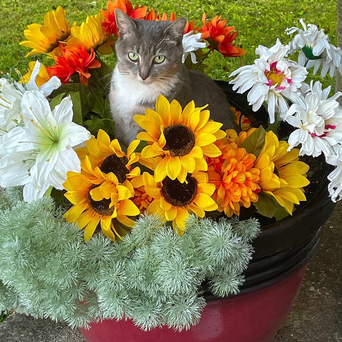 Sehara is registered to the contest to win money with this photo: animal, cat, closeup, colorful, cute, floral_arrangement, flowers, garden, gray_cat, greenery, leafy, nature, outdoor, pet, plant, pot, sitting, summer, sunflowers, white_cat