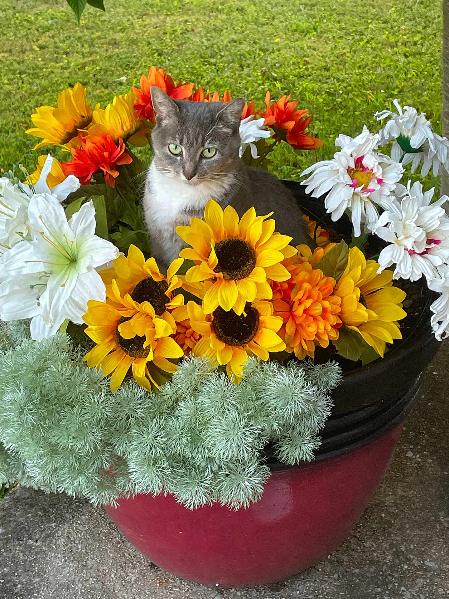 Sehara is registered to the contest to win money with this photo: cat, flowers, sunflowers, plant, pot, greenery, outdoor, nature, animal, gray_cat, white_cat, colorful, floral_arrangement, garden, cute, pet, leafy, sitting, closeup, summer