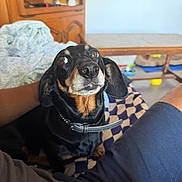 Olive a rejoint le concours — aidez-le/la à gagner de superbes lots ! animal, black, blanket, brown, collar, cozy, cute, dachshund, dog, domestic, floor, fur, indoor, lap, legs, looking_up, person, pet, table, wooden_furniture