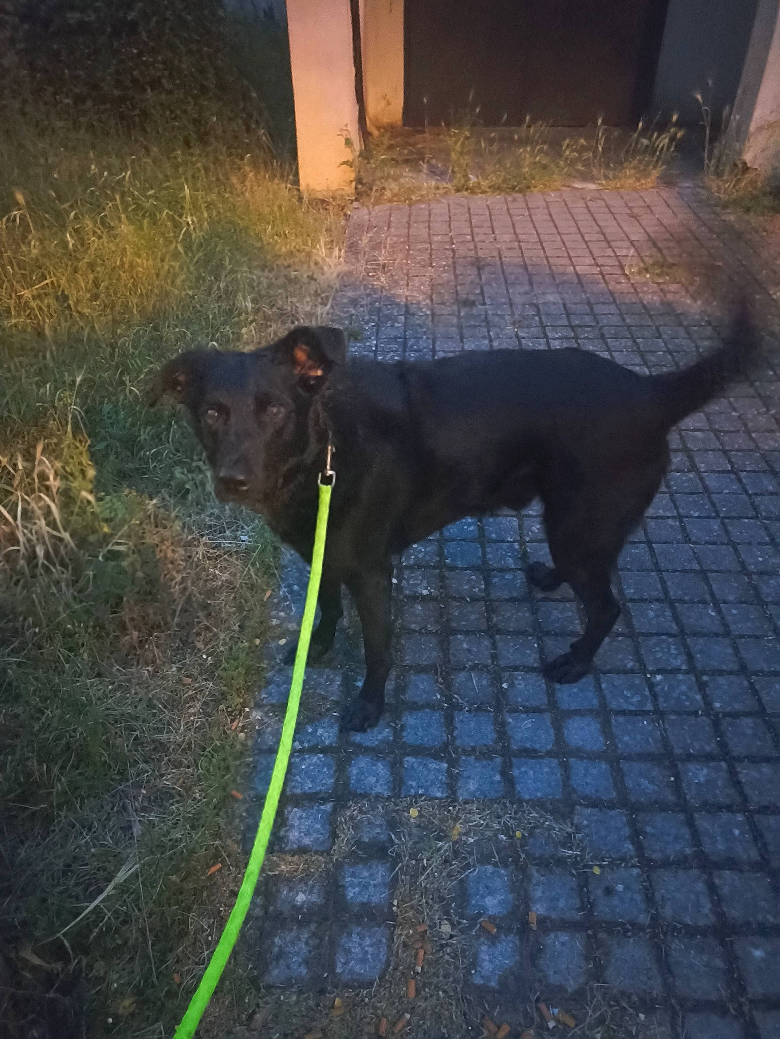 Blacko participe au concours pour gagner de l'argent avec cette photo : asphalt, canidae, carnivore, collar, dog, dog_breed, dog_collar, fawn, grass, leash, light, pet_supply, road_surface, shadow, snout, sporting_group, street_light, tail, tints_and_shades, working_animal