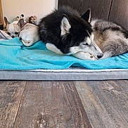 Yasko a rejoint le concours — aidez-le/la à gagner de superbes lots ! dog, chihuahua, husky, pet, sleeping, blanket, bed, indoor, animal, fur, resting, cozy, cute, companion, floor, wood, quiet, domestic, two_dogs, relaxation