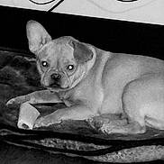 Rocky Raschke joined the competition — help win amazing prizes! dog, french_bulldog, blanket, bone, pet, indoor, laying_down, animal, cute, canine, resting, floor, companion, domestic_animal, portrait, one_animal, mammal, fur, paw, snout