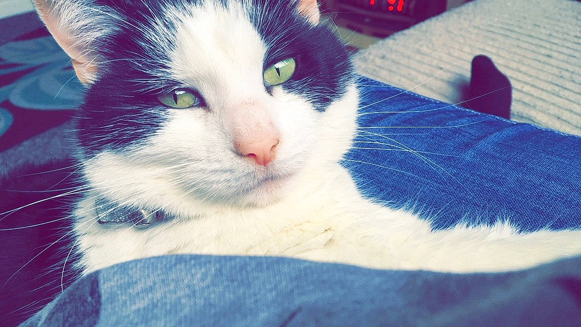 Nico joined the competition — help win amazing prizes! aegean_cat, black_and_white, carnivore, cat, domestic_short_haired_cat, european_shorthair, eye, felidae, fur, kitten, nose, polydactyl_cat, sky, small_to_medium_sized_cats, snout, turkish_van, whiskers