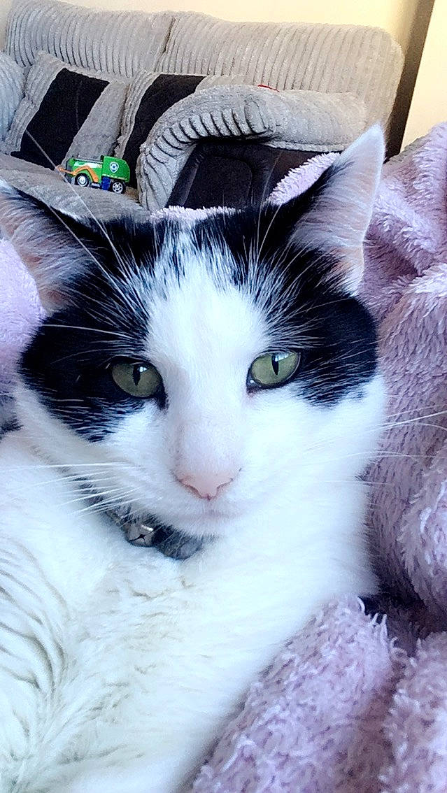 Nico joined the competition — help win amazing prizes! aegean_cat, american_wirehair, black_and_white, carnivore, cat, domestic_short_haired_cat, ear, eye, felidae, fur, kitten, mammal, nose, polydactyl_cat, small_to_medium_sized_cats, snout, turkish_van, whiskers