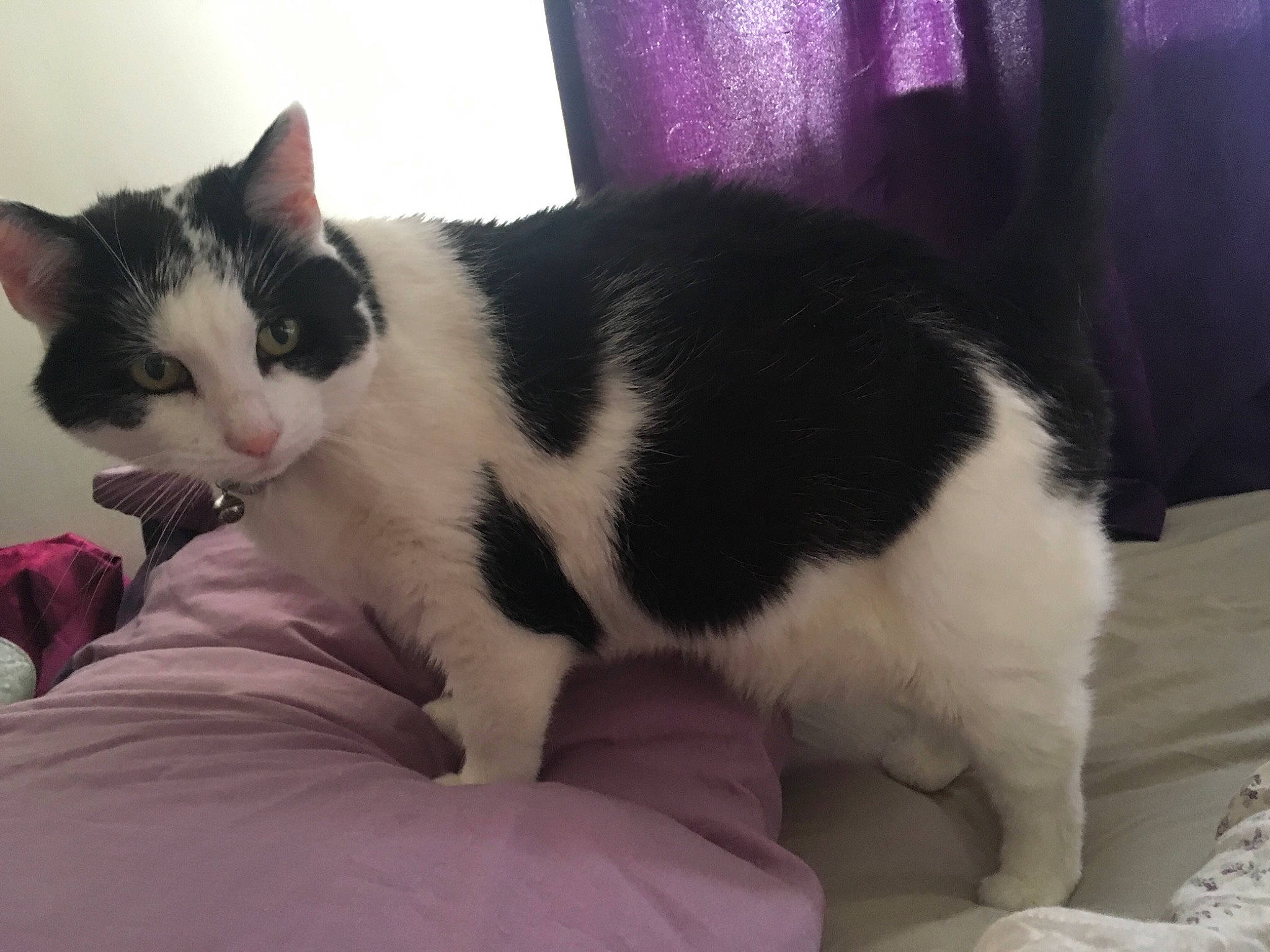 Nico is registered to the contest to win money with this photo: american_wirehair, black_and_white, carnivore, cat, domestic_short_haired_cat, european_shorthair, eye, felidae, fur, japanese_bobtail, kitten, mammal, paw, polydactyl_cat, small_to_medium_sized_cats, tail, whiskers