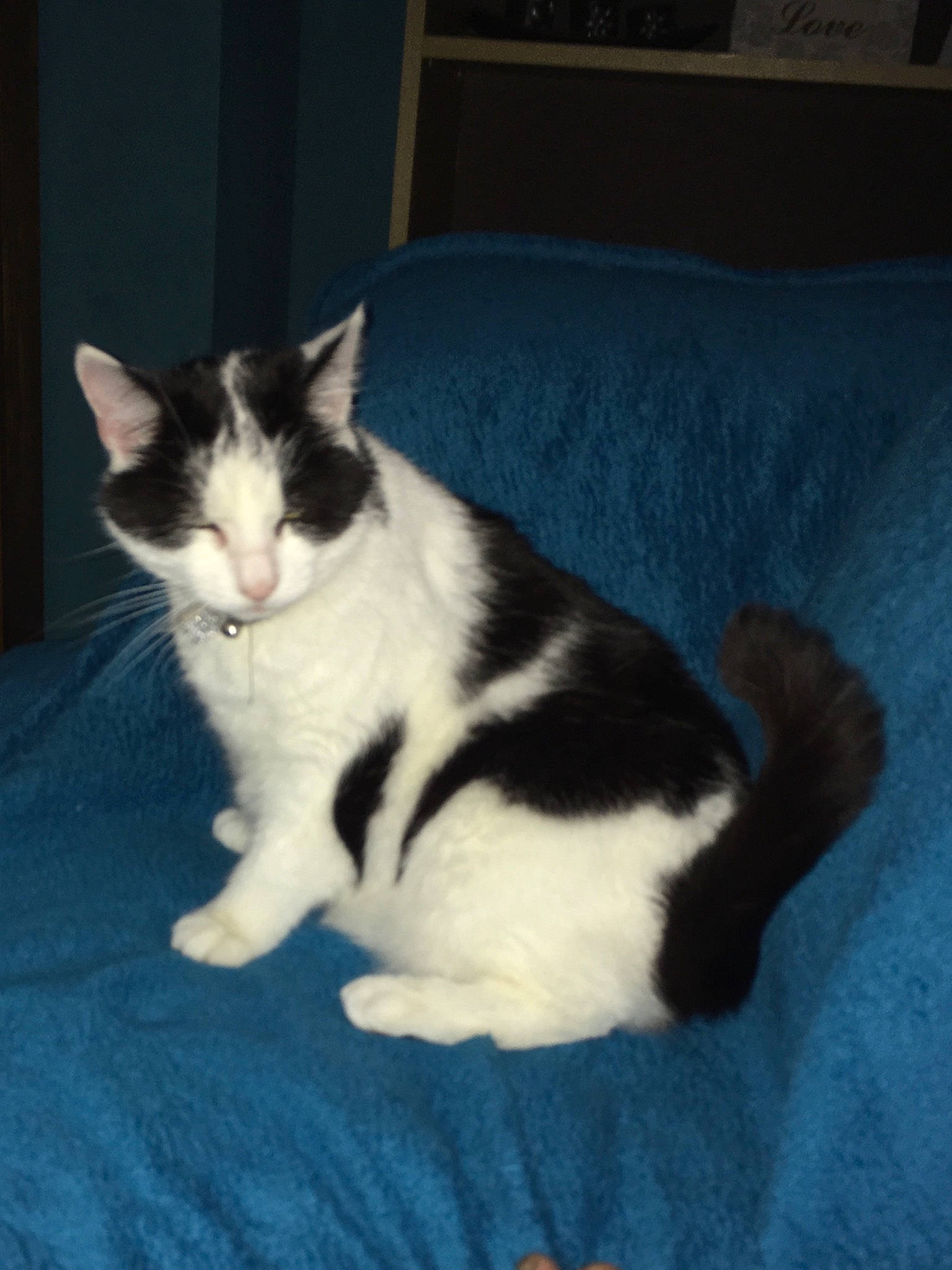 Nico joined the competition — help win amazing prizes! aegean_cat, american_wirehair, black_and_white, carnivore, cat, cymric, domestic_short_haired_cat, felidae, fur, japanese_bobtail, kitten, mammal, polydactyl_cat, small_to_medium_sized_cats, tail, vertebrate, whiskers