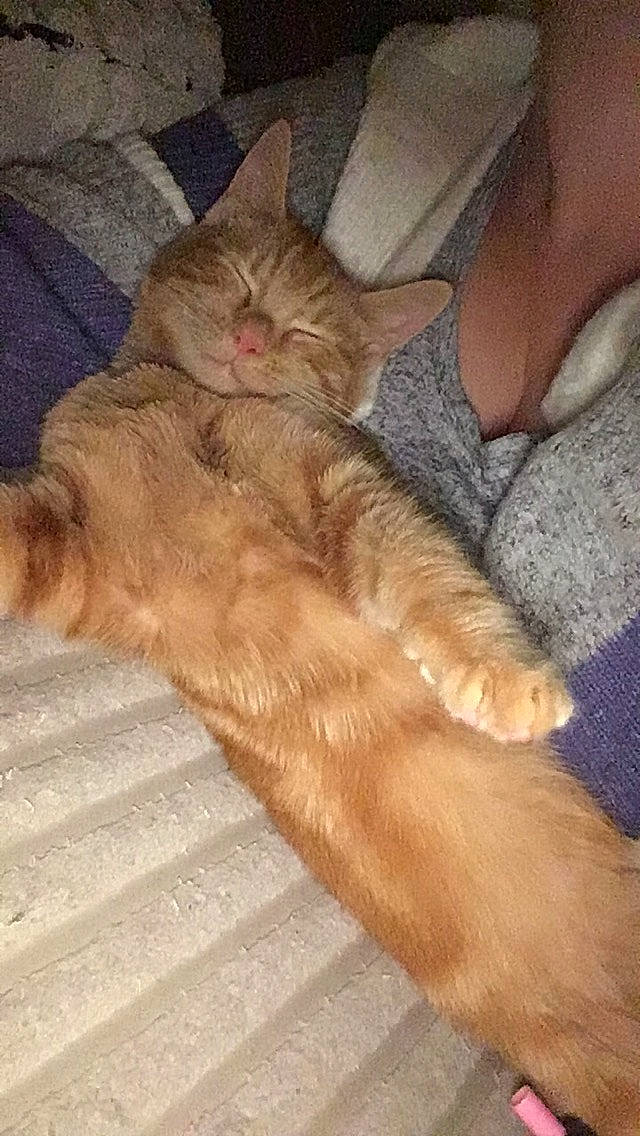 Dinah is registered to the contest to win money with this photo: asian, carnivore, cat, claw, domestic_long_haired_cat, european_shorthair, fawn, felidae, fur, kitten, maine_coon, mammal, norwegian_forest_cat, persian, polydactyl_cat, small_to_medium_sized_cats, tabby_cat, tail, whiskers