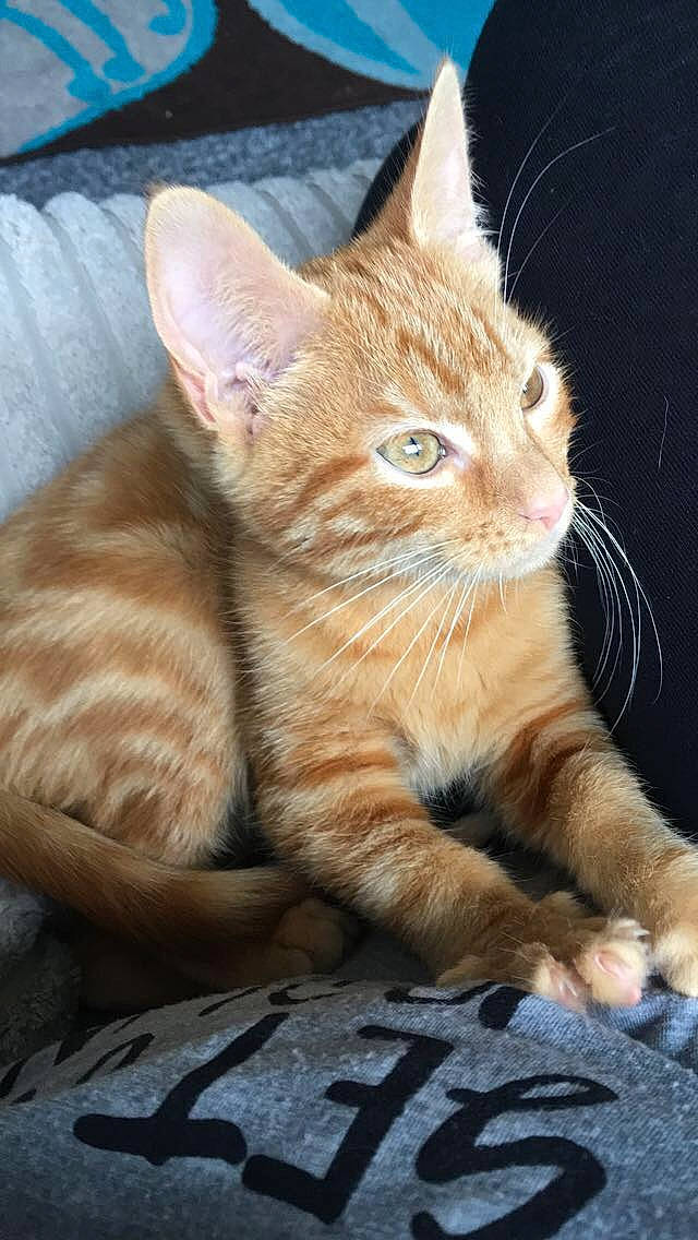 Dinah is registered to the contest to win money with this photo: aegean_cat, american_wirehair, arabian_mau, asian, australian_mist, carnivore, cat, domestic_short_haired_cat, dragon_li, european_shorthair, fawn, felidae, german_rex, kitten, mammal, small_to_medium_sized_cats, snout, tabby_cat, vertebrate, whiskers