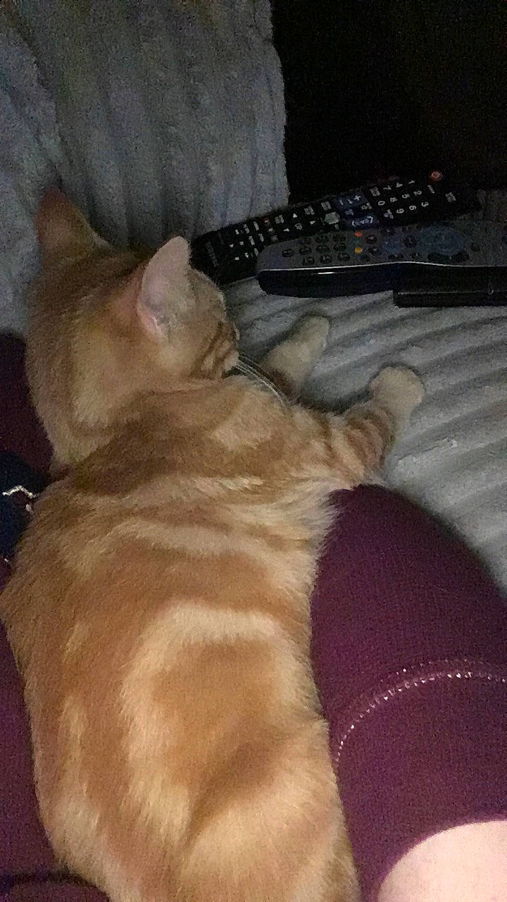 Dinah joined the competition — help win amazing prizes! asian, carnivore, cat, european_shorthair, fawn, felidae, kitten, paw, small_to_medium_sized_cats, tail, whiskers