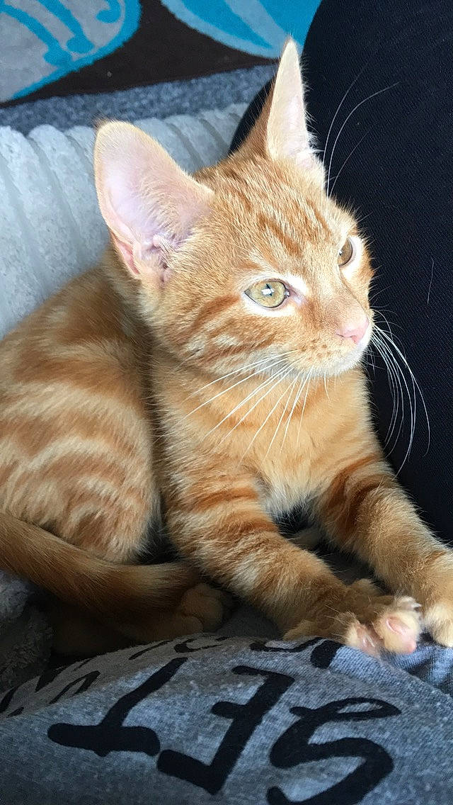 Dinah joined the competition — help win amazing prizes! aegean_cat, american_wirehair, arabian_mau, asian, australian_mist, carnivore, cat, domestic_short_haired_cat, dragon_li, european_shorthair, fawn, felidae, german_rex, kitten, mammal, small_to_medium_sized_cats, snout, tabby_cat, vertebrate, whiskers