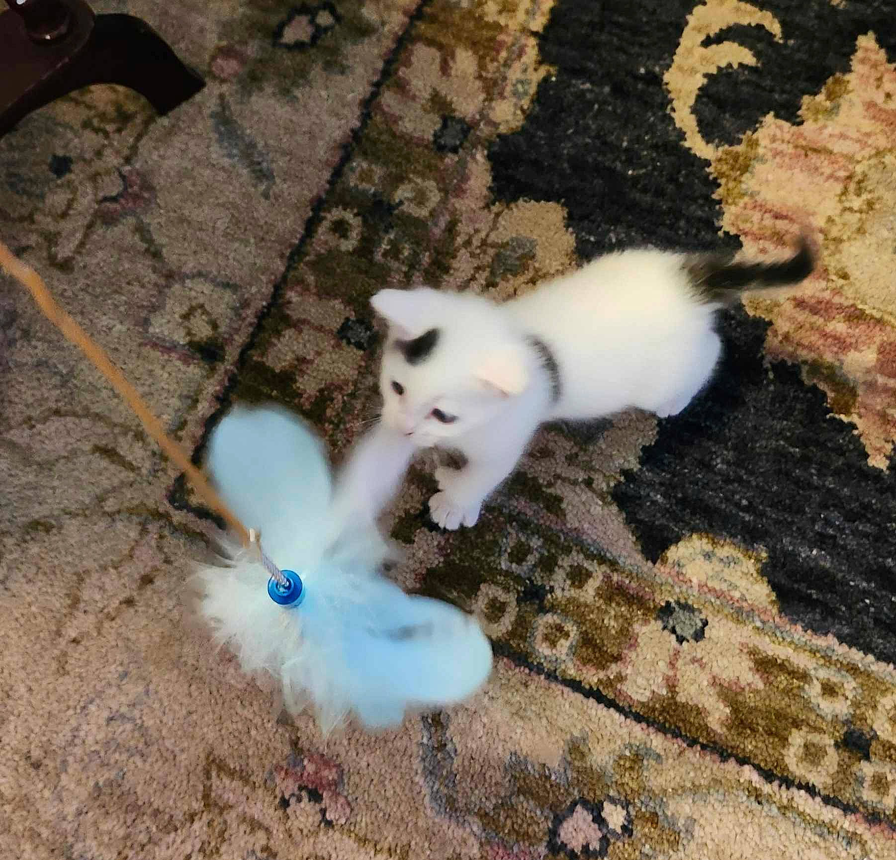 Baby Paris joined the competition — help win amazing prizes! carnivore, cat, companion_dog, dog_breed, electric_blue, fashion_accessory, fawn, felidae, flooring, fur, grass, organism, paw, shadow, small_to_medium_sized_cats, soil, tail, toy_dog, whiskers, wood