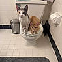 Luna And Leo joined the competition — help win amazing prizes! bathroom, calico_cat, cat, clean, curious, gray, household, indoor, looking_at_camera, orange_cat, pets, relaxed, rug, sitting, tile_floor, tile_wall, toilet, toilet_paper, trash_can, white