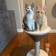 Luna And Leo joined the competition — help win amazing prizes! animal, calico_cat, cat, cat_perch, cat_tree, couch, curious, cute, domestic, ears, eyes, furniture, indoor, kitten, orange_tabby, pet, play_toy, sitting, whiskers, wooden_floor