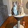 animal, calico_cat, cat, cat_perch, cat_tree, couch, curious, cute, domestic, ears, eyes, furniture, indoor, kitten, orange_tabby, pet, play_toy, sitting, whiskers, wooden_floor