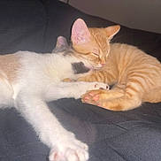 Luna And Leo is registered to the contest to win money with this photo: adorable, animal, black_blanket, calico, cat, cozy, cute, domestic_cat, feline, friendship, fur, indoor, kitten, orange_tabby, paw, pets, resting, sleeping, snuggling, young