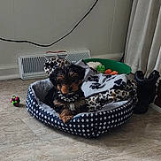 Harley is registered to the contest to win money with this photo: puppy, dog_bed, blanket, toy, floor, curtain, vent, indoor, pet, small_dog, cozy, resting, black_dog, brown_dog, fur, collar, patterned_bed, animal, comfort, home