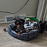 puppy, dog_bed, blanket, toy, floor, curtain, vent, indoor, pet, small_dog, cozy, resting, black_dog, brown_dog, fur, collar, patterned_bed, animal, comfort, home