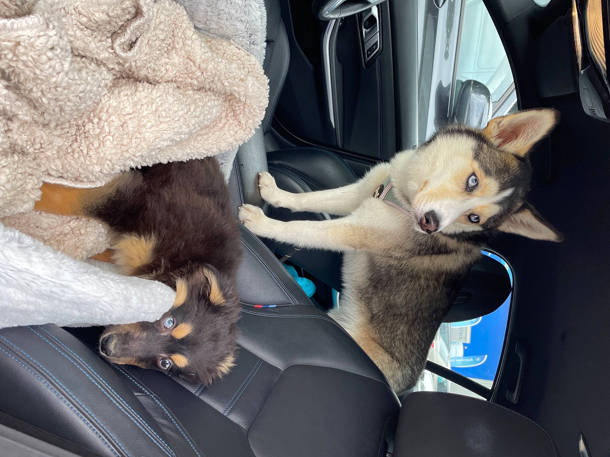 Laykn joined the competition — help win amazing prizes! auto_part, automotive_exterior, bag, car, car_seat, car_seat_cover, carnivore, collar, comfort, companion_dog, dog, dog_breed, family_car, felidae, mammal, motor_vehicle, small_to_medium_sized_cats, vehicle, vehicle_door, windshield