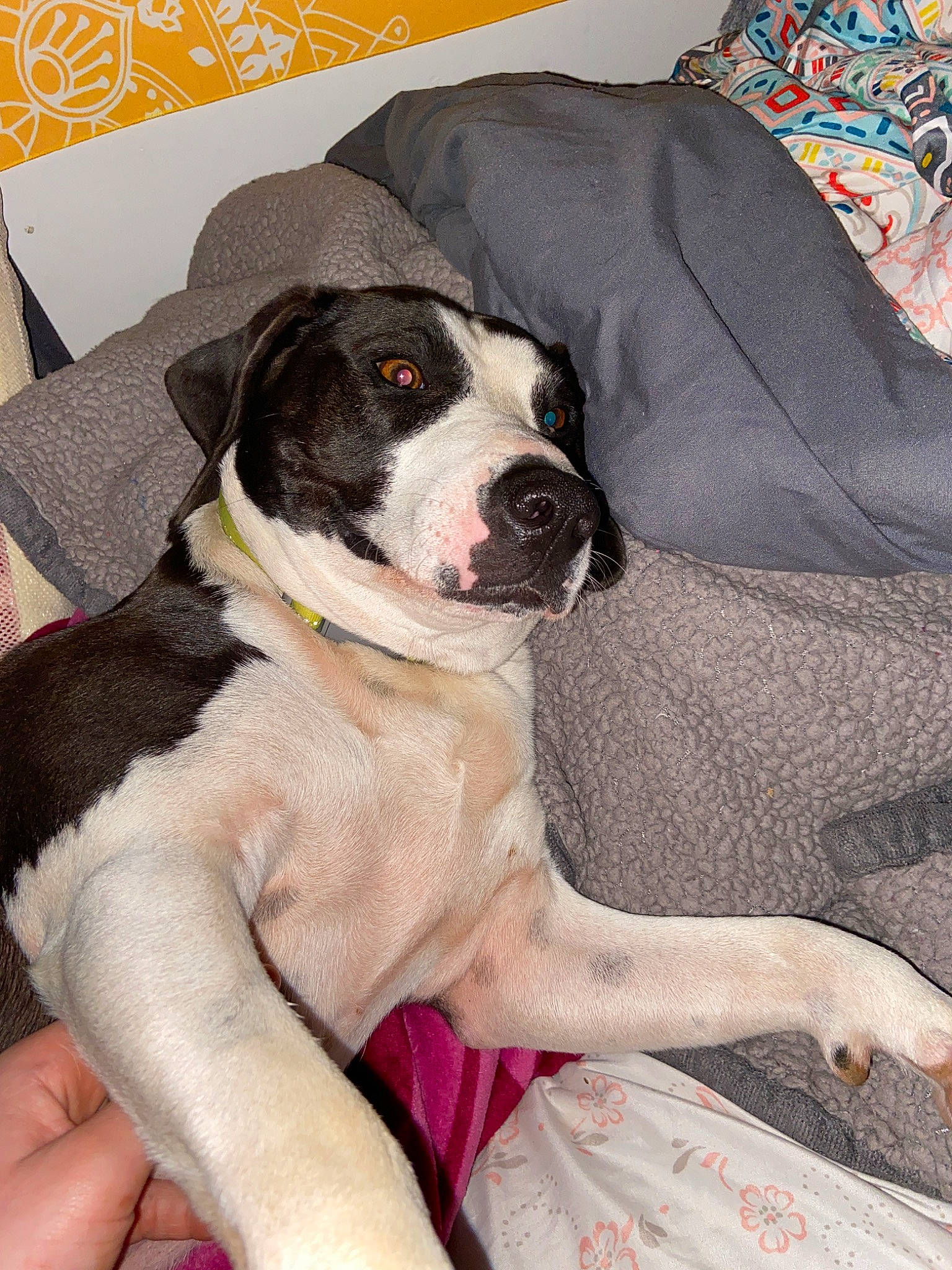 Wally is registered to the contest to win money with this photo: american_pit_bull_terrier, american_staffordshire_terrier, bully_kutta, canidae, carnivore, companion_dog, dog, dog_breed, fawn, great_dane, mammal, non_sporting_group, pit_bull, sporting_group, vertebrate