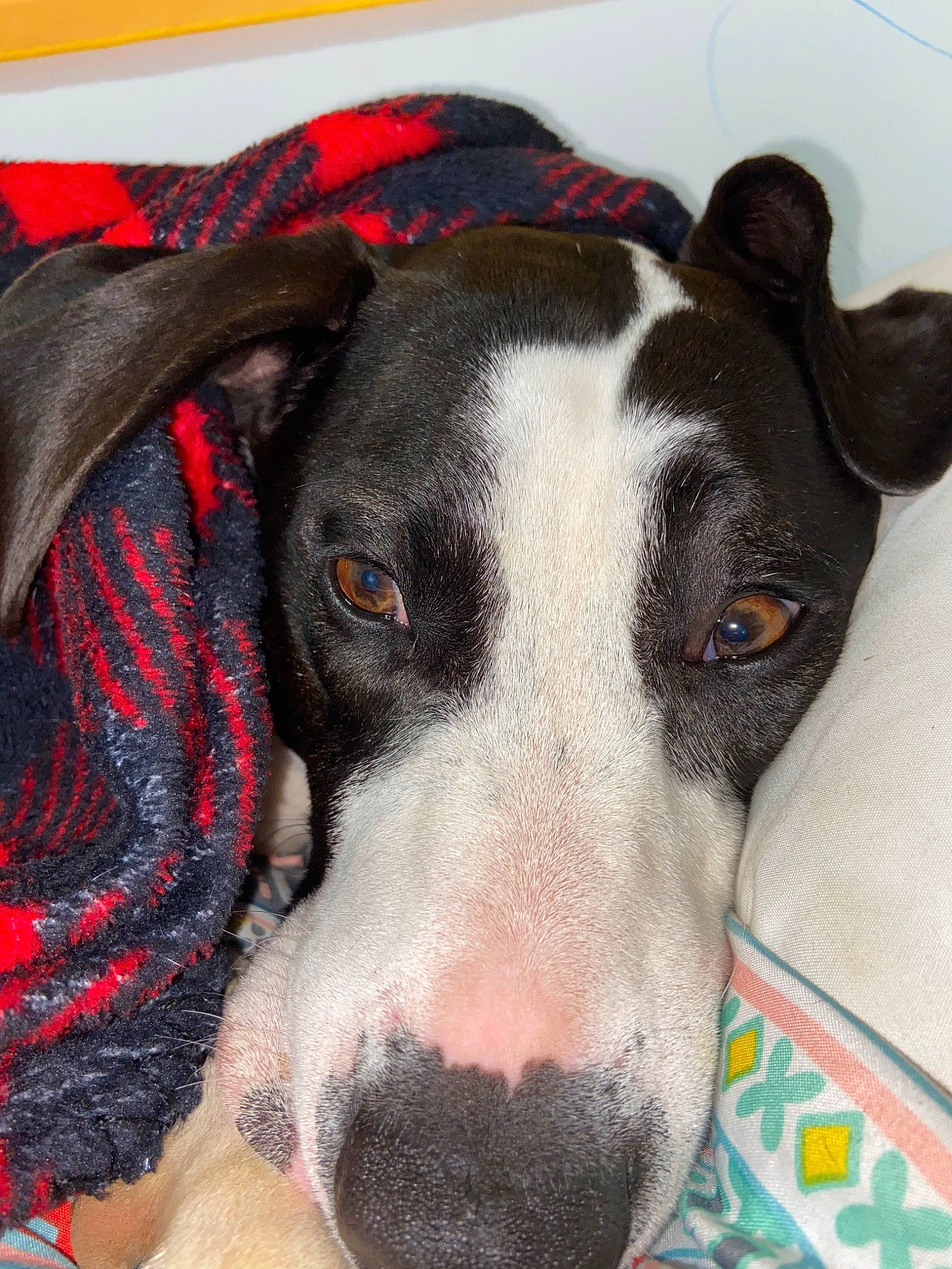 Wally is registered to the contest to win money with this photo: american_pit_bull_terrier, american_staffordshire_terrier, canidae, carnivore, dog, dog_breed, ear, fawn, great_dane, guard_dog, mammal, non_sporting_group, nose, pit_bull, snout, sporting_group, tail, vertebrate, whiskers