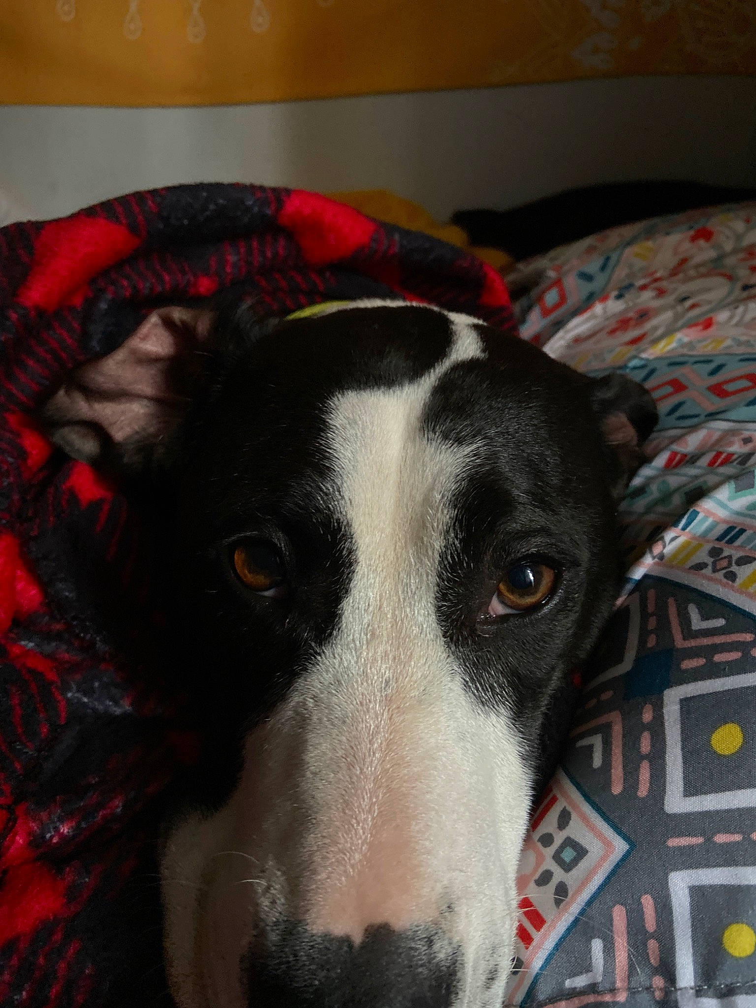 Wally joined the competition — help win amazing prizes! canidae, carnivore, dog, dog_breed, galgo_espanol, greyhound, lurcher, mammal, mcnab, snout, vertebrate, whippet, whiskers