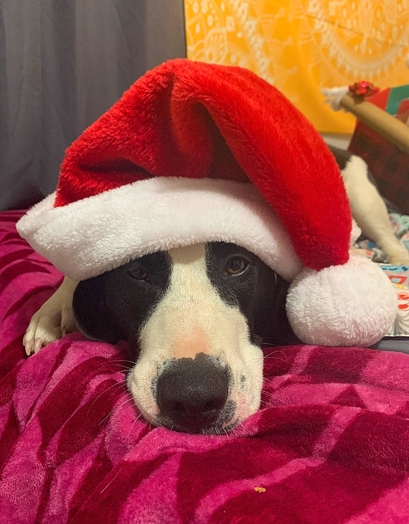 Wally joined the competition — help win amazing prizes! canidae, carnivore, dog, dog_breed, fur, mammal, snout