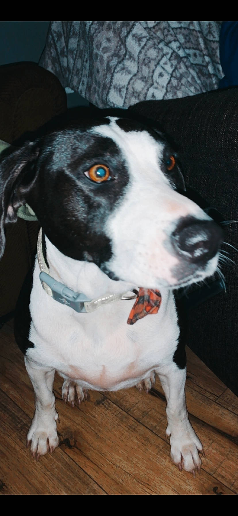 Wally is registered to the contest to win money with this photo: canidae, carnivore, dog, dog_breed, hunting_dog, mammal, pointer, rare_breed_dog, snout, sporting_group, vertebrate, whiskers