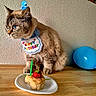 Ocean a rejoint le concours — aidez-le/la à gagner de superbes lots ! cat, birthday, hat, cake, candle, strawberry, balloon, table, wall, celebration, pet, blue, fur, animal, indoor, cute, party, food, plate, decor
