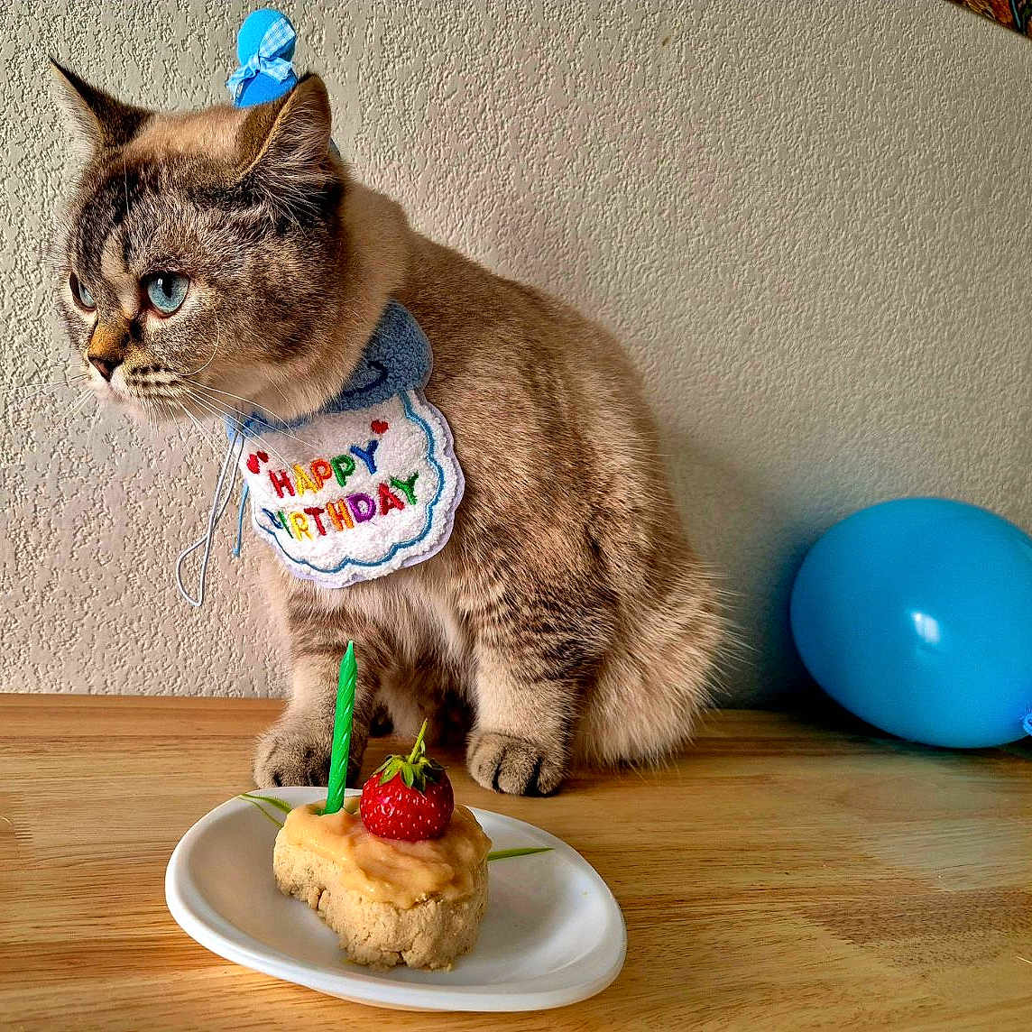 Ocean a rejoint le concours — aidez-le/la à gagner de superbes lots ! cat, birthday, hat, cake, candle, strawberry, balloon, table, wall, celebration, pet, blue, fur, animal, indoor, cute, party, food, plate, decor