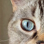 Ocean a rejoint le concours — aidez-le/la à gagner de superbes lots ! cat, blue_eye, close_up, fur, whiskers, portrait, animal, pet, half_face, mammal, domestic_cat, ear, eye, feline, whisker, looking, cute, soft, detail, natural_light