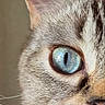 cat, blue_eye, close_up, fur, whiskers, portrait, animal, pet, half_face, mammal, domestic_cat, ear, eye, feline, whisker, looking, cute, soft, detail, natural_light