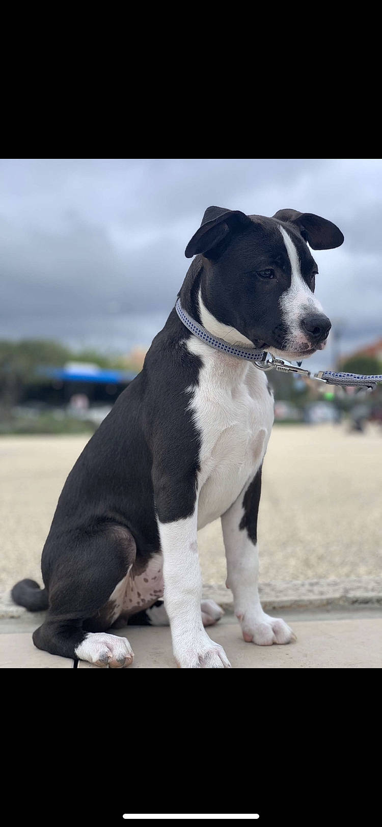 Silver participe au concours pour gagner de l'argent avec cette photo : canidae, carnivore, cloud, collar, companion_dog, dog, dog_breed, dog_collar, dog_supply, fawn, fur, hunting_dog, leash, non_sporting_group, paw, sky, snout, sporting_group, working_animal, working_dog