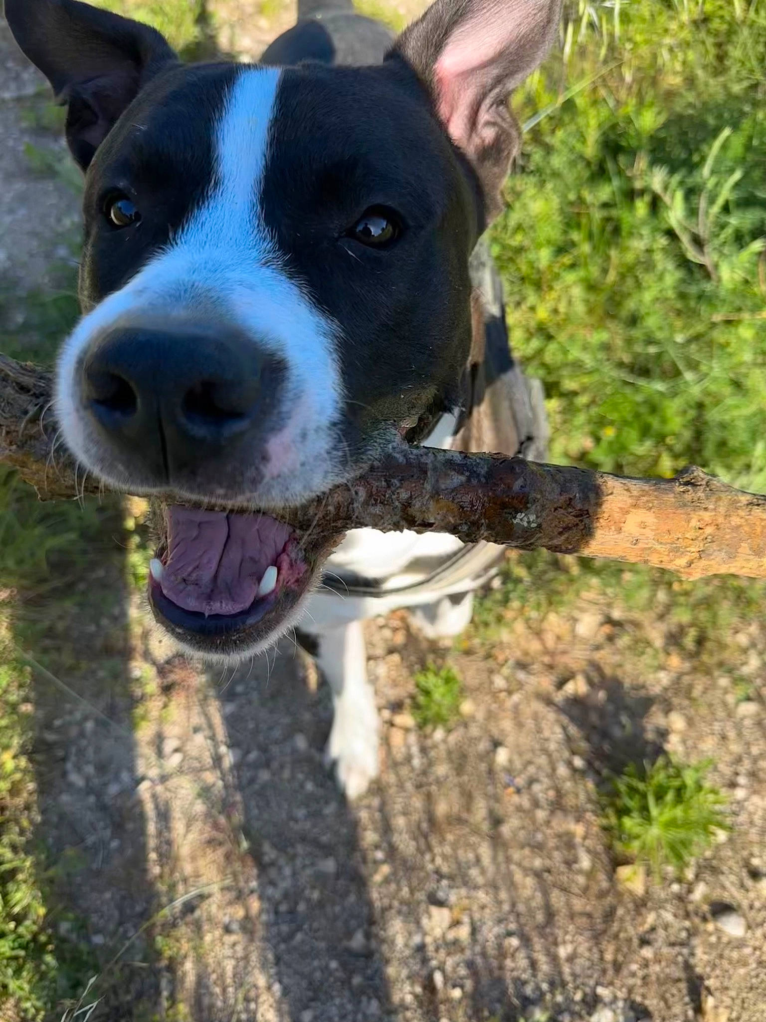 Silver participe au concours pour gagner de l'argent avec cette photo : canidae, carnivore, collar, companion_dog, dog, dog_breed, dog_collar, electric_blue, fawn, grass, hunting_dog, non_sporting_group, plant, snout, soil, sporting_group, whiskers, working_animal, working_dog