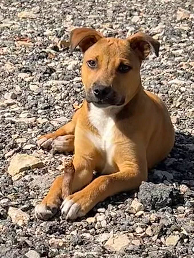 Uky participe au concours pour gagner de l'argent avec cette photo : ancient_dog_breeds, canidae, carnivore, collar, companion_dog, dog, dog_breed, fawn, hunting_dog, non_sporting_group, paw, snout, soil, sporting_group, terrestrial_animal, whiskers, wildlife, working_dog