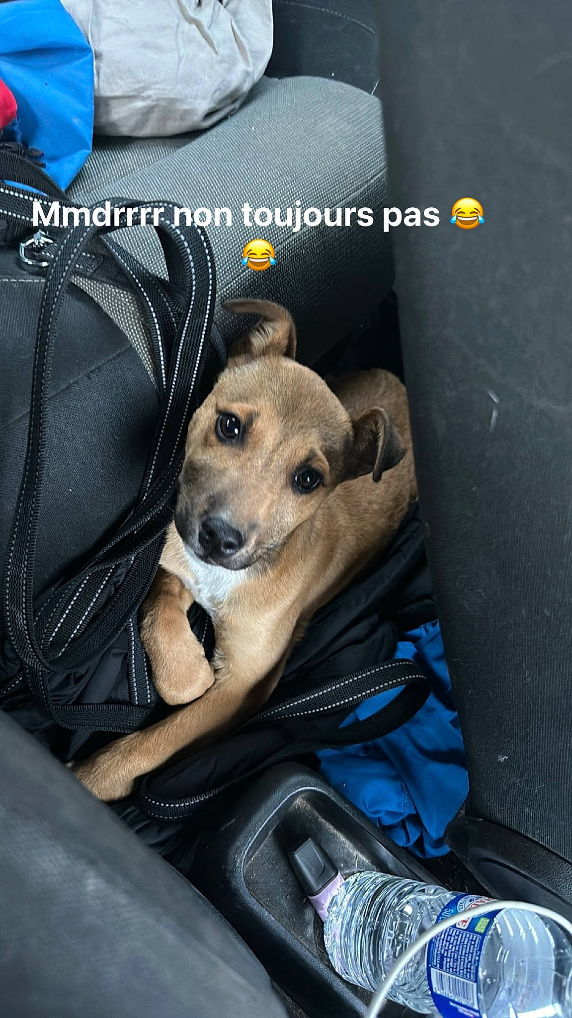 Uky a rejoint le concours — aidez-le/la à gagner de superbes lots ! auto_part, bag, canidae, car_seat, car_seat_cover, carnivore, comfort, companion_dog, dog, dog_breed, dog_supply, electric_blue, family_car, fawn, fur, motor_vehicle, photo_caption, sitting, sporting_group, vehicle