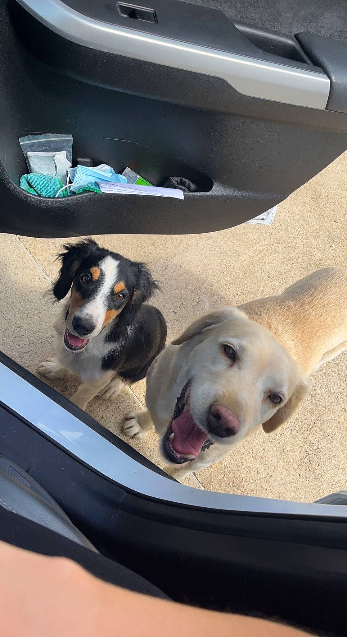 Maïki a rejoint le concours — aidez-le/la à gagner de superbes lots ! auto_part, automotive_design, automotive_exterior, car, car_seat, carnivore, collar, comfort, companion_dog, dog, dog_breed, dog_collar, dog_supply, mammal, motor_vehicle, pet_supply, snout, vehicle, vehicle_door, working_animal